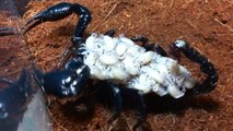 Si vous avez peur des scorpions, cette vidéo va vous terrifier