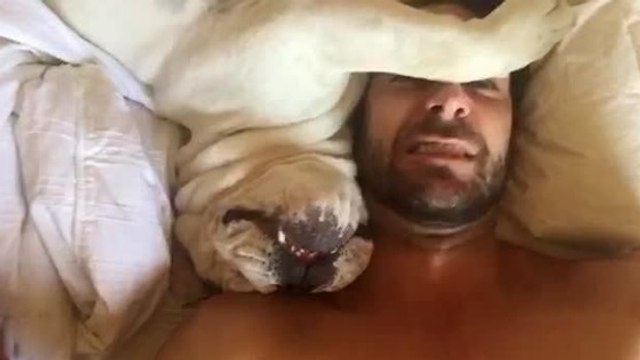 Ce chien déteste vraiment se lever et le fait savoir