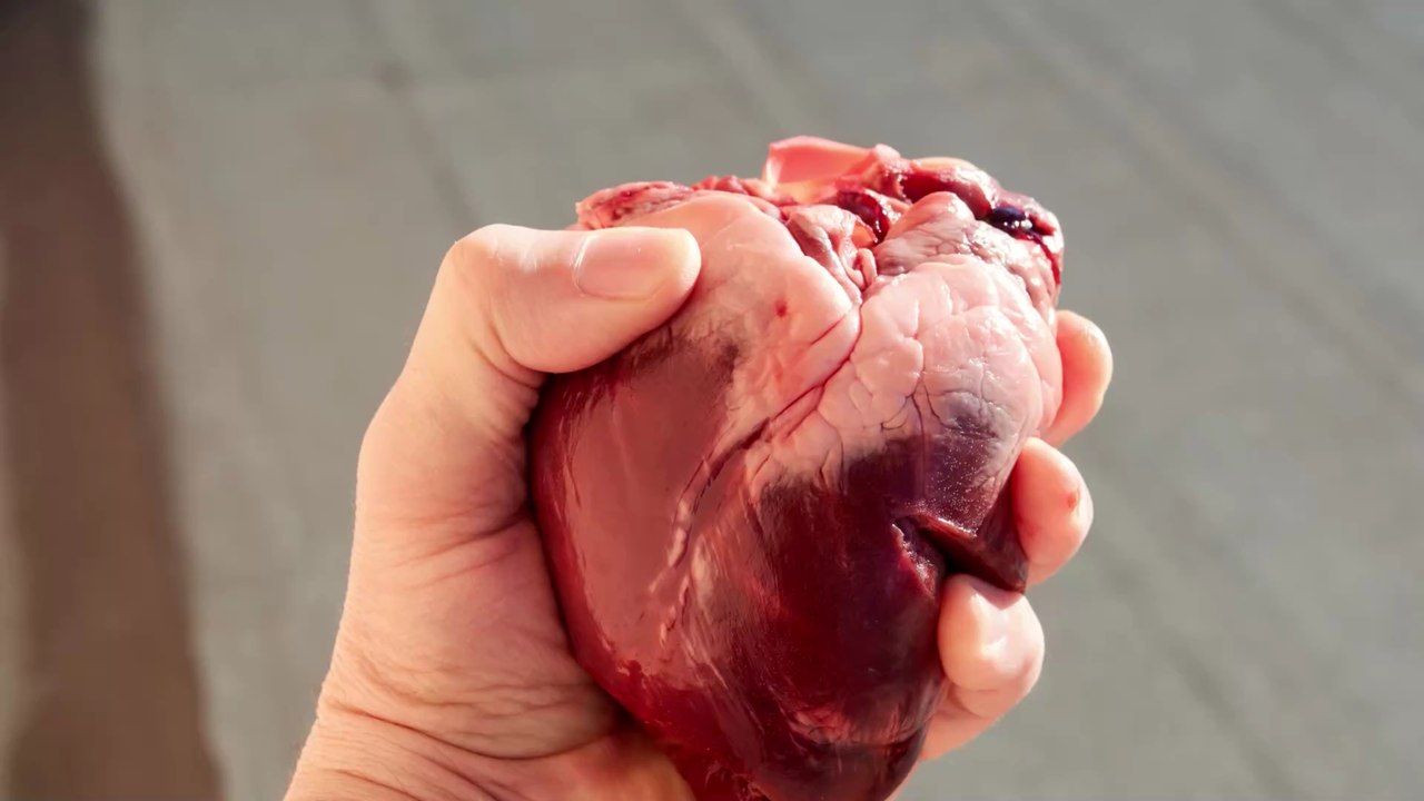 Medizinischer Erfolg: Transplantation von Schweineherz zum ersten Mal gelungen