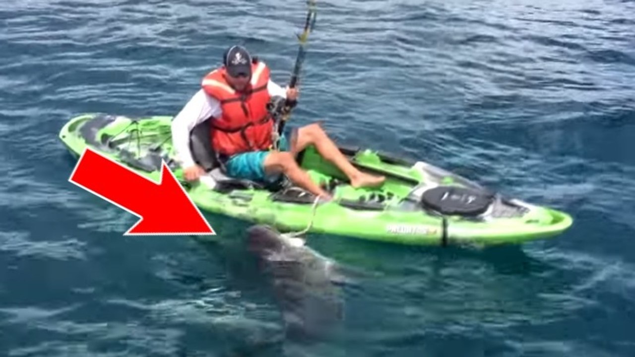 Un pêcheur en kayak se fait attaquer par un requin