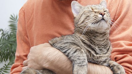 Un chat demande des câlins à un enfant