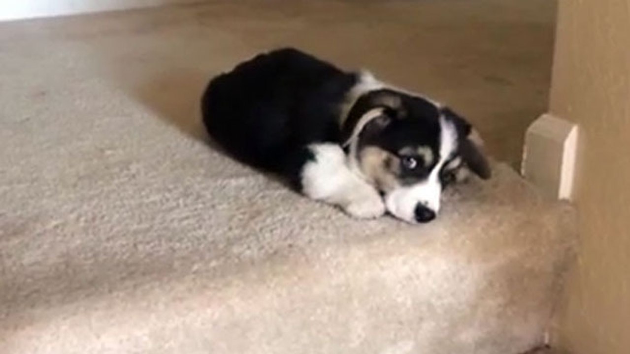 Un corgi de 9 semaines tente de descendre les escaliers