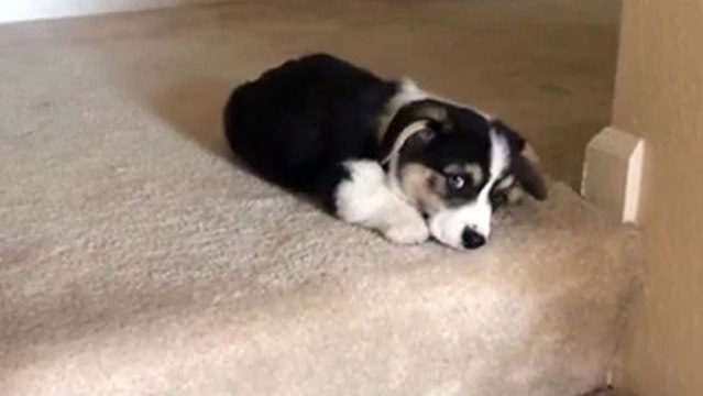 Un corgi de 9 semaines tente de descendre les escaliers