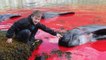 Aux Iles Féroé, des habitants massacrent 250 dauphins lors d'un grind