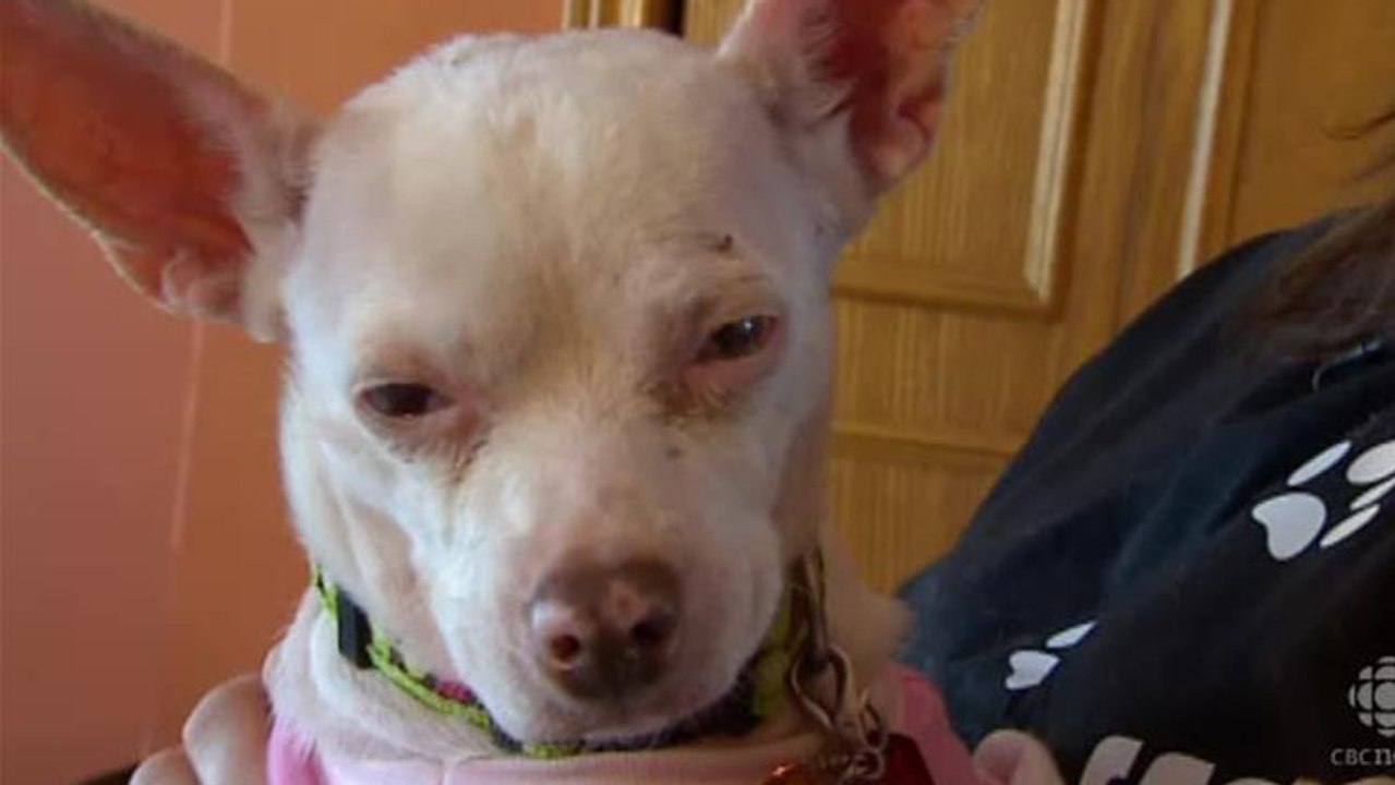 Un couple fabrique un harnais spécial pour protéger leur chien aveugle