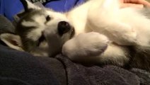 Ce petit husky adore s'endormir dans les bras de son maître