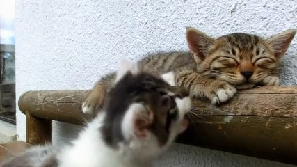 Ce petit chat est vraiment très énervant