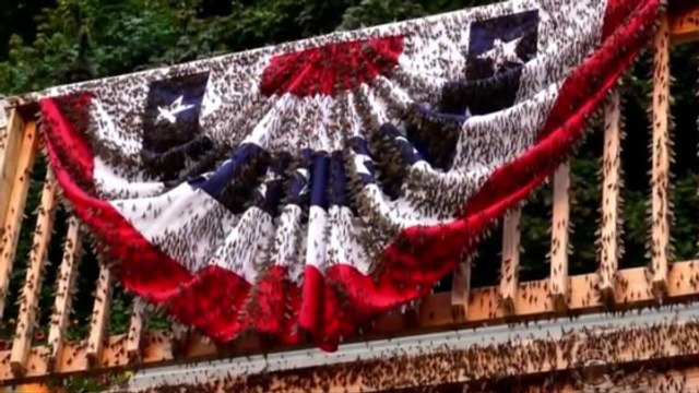 Etats-Unis : des millions d'insectes envahissent le Minnesota