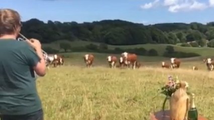 Il joue de la trompette dans un champs et ce qui arrive ensuite est génial