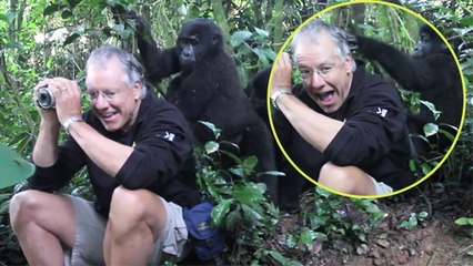 Ce touriste se retrouve entouré de gorilles lors d'un voyage en Ouganda