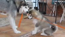 Une maman s'amuse avec ses petits chiots