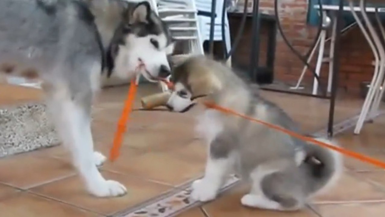Une maman s'amuse avec ses petits chiots
