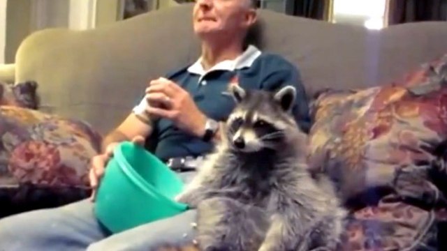 Un homme et un raton-laveur partagent une soirée ciné