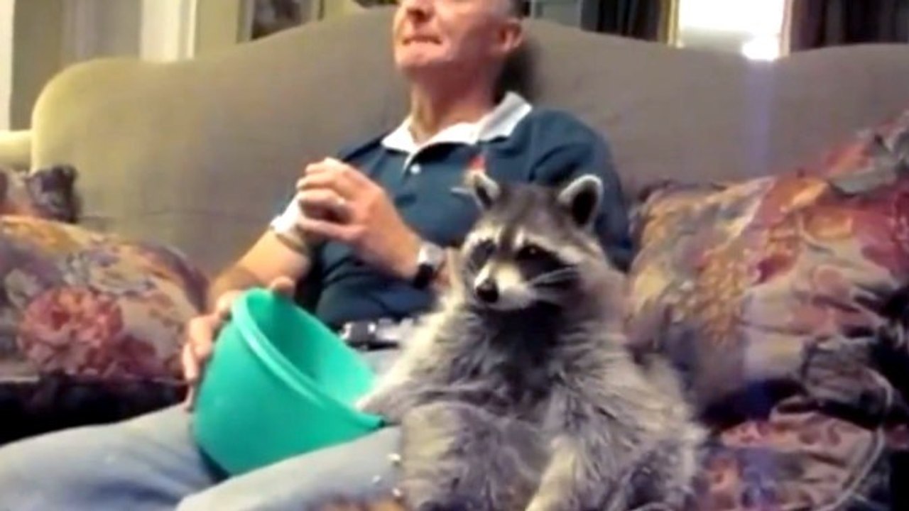 Un homme et un raton-laveur partagent une soirée ciné