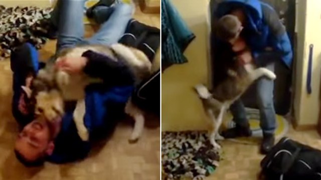 Ce chien a réservé de magnifiques retrouvailles à son maître