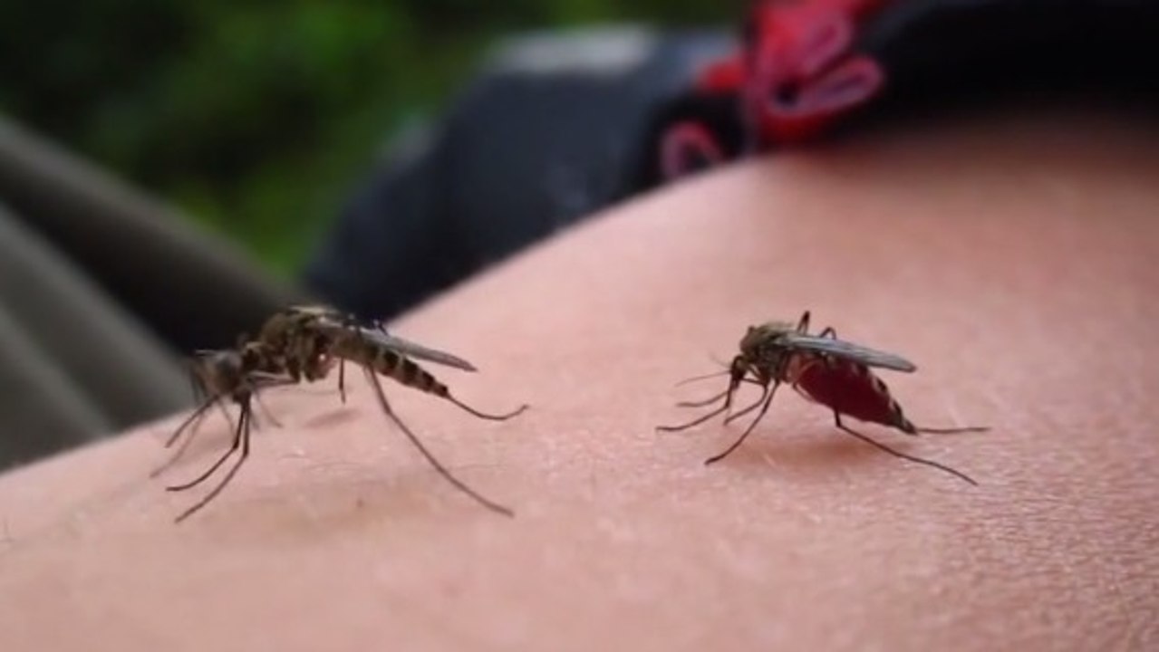 Voici comment les moustiques choisissent leurs proies