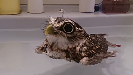Un hibou prend un bain et il aime ça