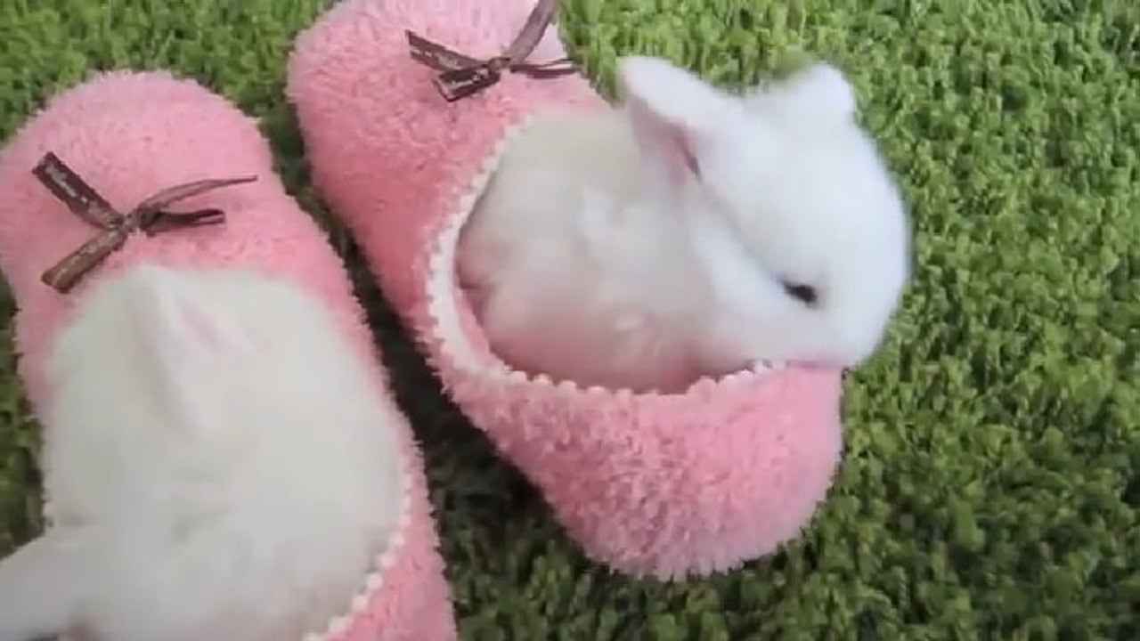 Ces petits lapins dans des chaussettes sont adorables