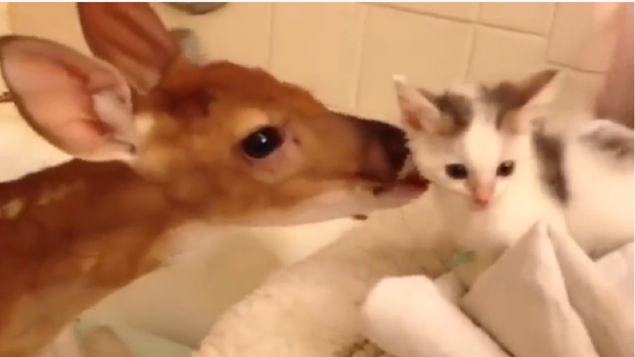 Un faon rencontre un chaton pour la première fois