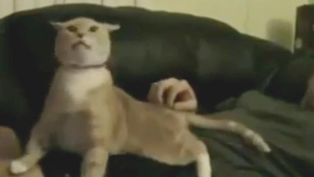 Ce chat adore quand on lui caresse l'arrière train