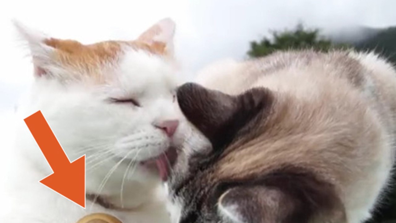 Ce chat fait des petits bisous à un escargot