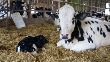 Une vache pleure toute la nuit pour revoir son petit, la suite est magnifique