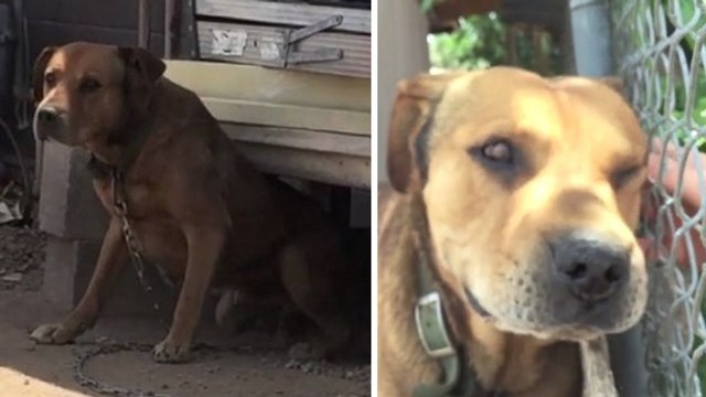 Ce chien est enchaîné depuis sa naissance, mais tout va changer