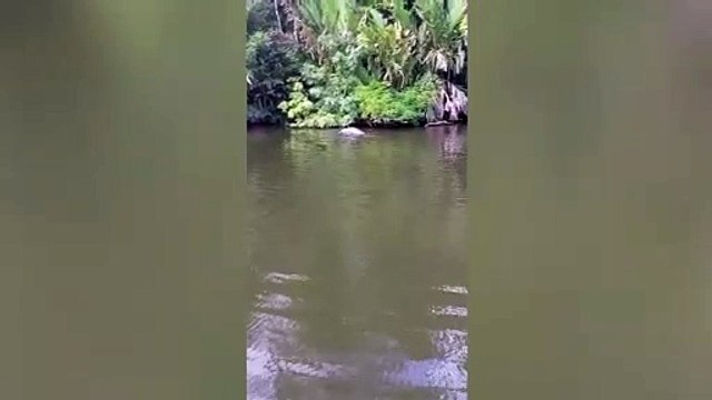 ext-manatis-en-tortuguero-030222