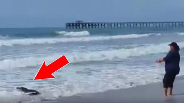 Un alligator terrifie les vacanciers sur la plage