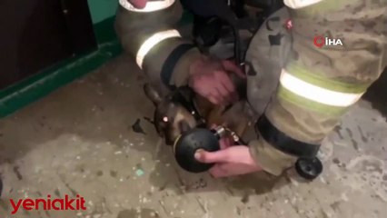 Alevlerin arasında kalan köpek oksijen maskesiyle kurtarıldı