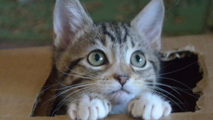 Ce petit chat est le plus curieux du monde