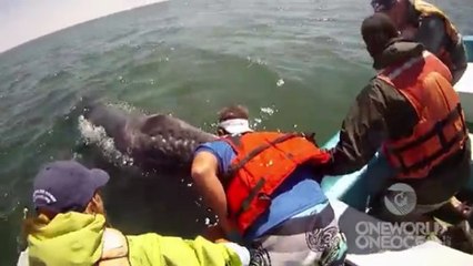 Ils font une rencontre très spéciale en pleine mer