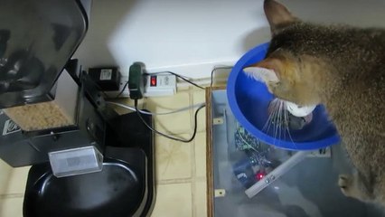 Chaque jour, cet homme lance un défi à son chat pour qu'il mange