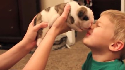 Ce petit chiot adore lécher le nez de son nouveau copain