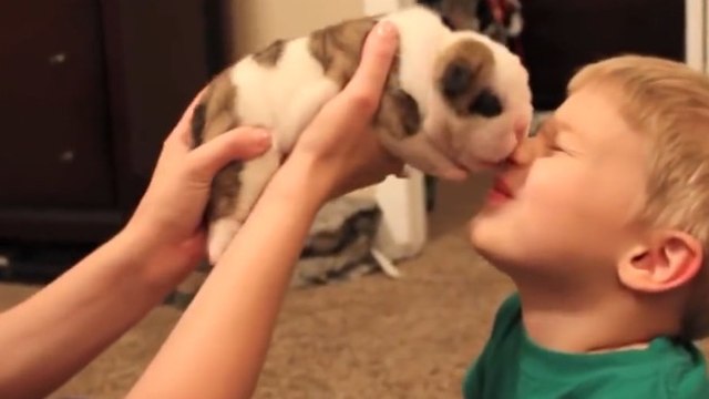 Ce petit chiot adore lécher le nez de son nouveau copain