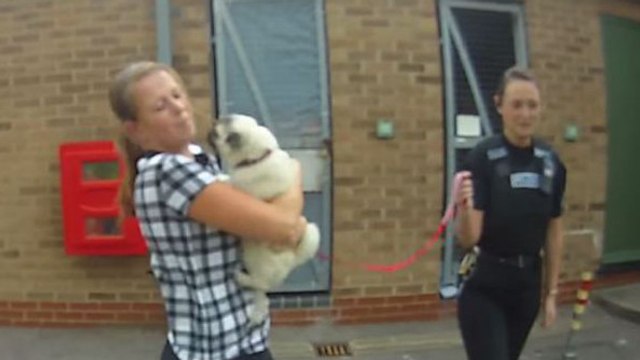 Un chien volé retrouve sa maîtresse dans une vidéo émouvante