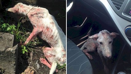 Un chien est miraculeusement sauvé de la rue par une famille