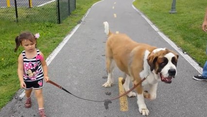Cette petite fille adore promener son énorme chien