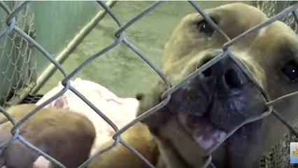 Ce chien abandonné et affamé a eu le droit à une seconde chance