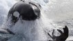 Un phoque saute sur un bateau pour échapper à des orques