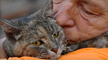 Cinq jours après un incendie, un chat a été retrouvé vivant