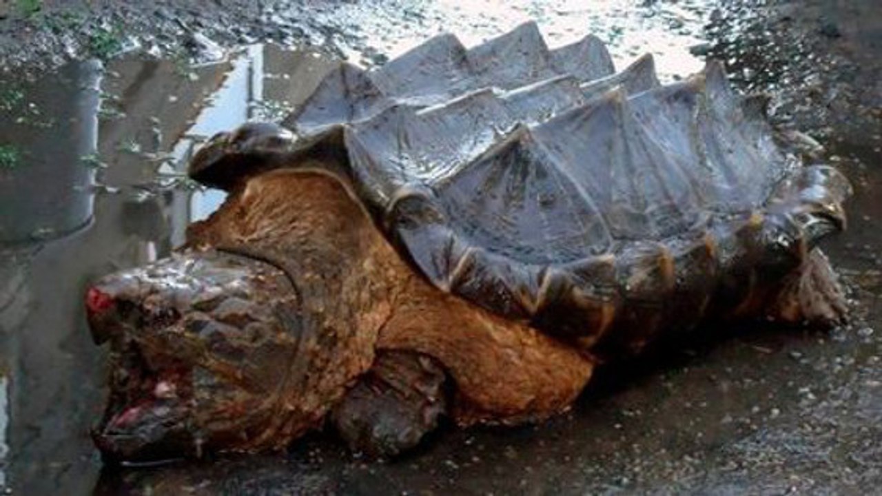 Une étrange ''tortue dinosaure'' retrouvée près d’un fleuve en Russie