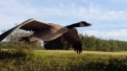 Un homme guide une oie pour qu'elle retrouve son chemin vers l'eau