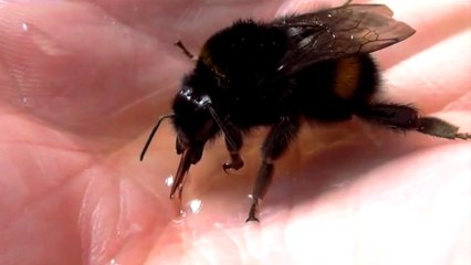 Il trouve une grosse abeille chez lui et décide de faire un truc que personne n'aurait jamais fait