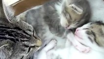 Une chatte s'occupe avec tendresse de ses chatons