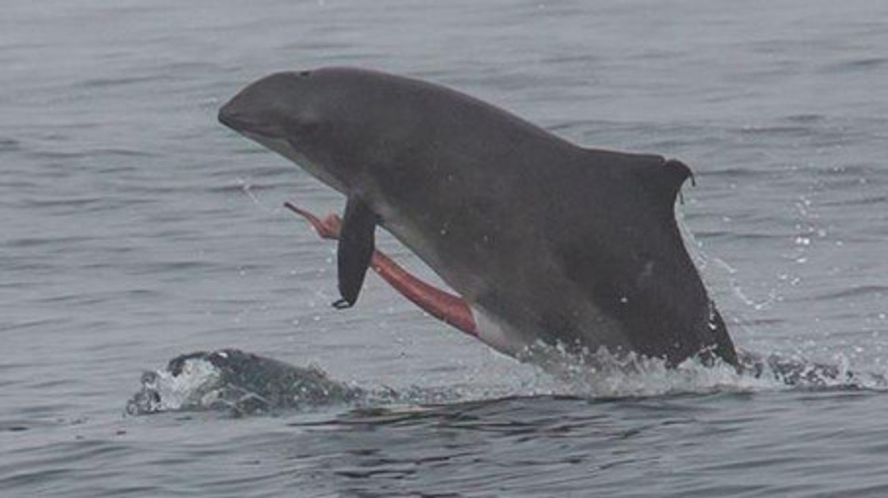 #JunkOff : quand des scientifiques tweetent des photos de parties génitales d'animaux