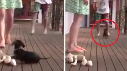 Un tout petit chien défend sa maîtresse contre une agression