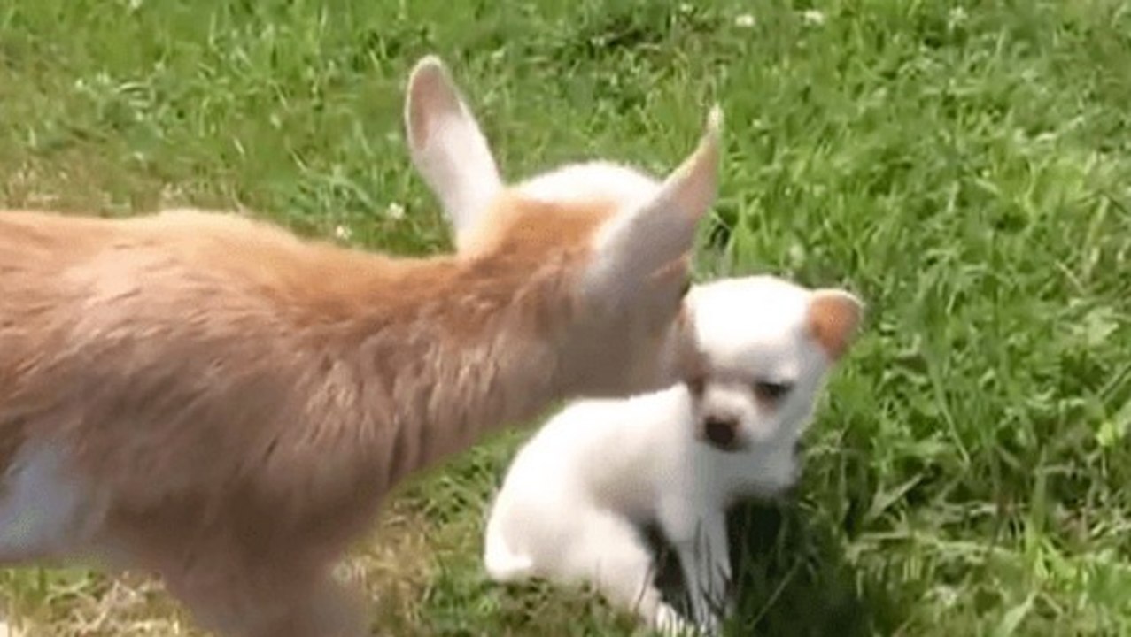 Un petit chihuahua s'amuse avec des bébés chèvres