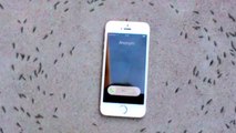 La réaction étrange d'une colonie de fourmis autour d'un iPhone