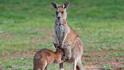 Mais à quoi ressemble la poche d'un kangourou ?